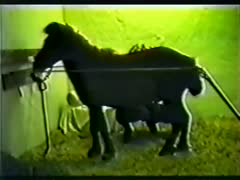 An elder Doxy with a horse shlong obsession banging animals is featured in a homemade zoophilia film.